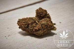 legal weed alexis
