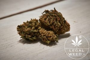 legal weed altea