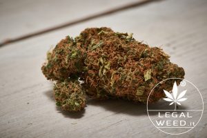 legal weed black