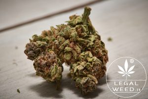 legal weed virginia