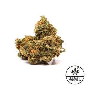 new-hope-canapa-legalweed-sigarette elettroniche rho